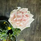 شتلات ورد جوري هولندي