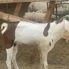 فحل ثني