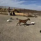 عنزين جنوبيات