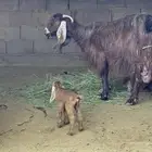 عنز عارضيه تحتها اثنين