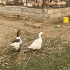 وز للبيع