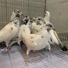 حمام باكستاني