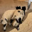 نعيم فواخر جذعان 7 شهور توب التوب