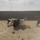 معزا