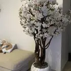 شجرة الربيع