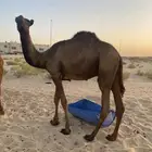 3 قعدان وبكره مجهم