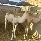 بكار