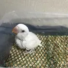فروخ روز شامل ملحقات