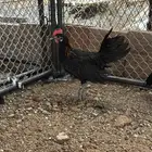 دجاج فونيكس احمر