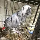 ذكر كاسكوا محلل بشهادة بعمر انتاج