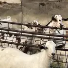 تيوس ذبايح مناسبات وزوجات وتلاجه
