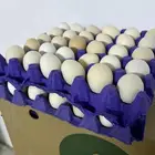 بيض بلدي مخص ب تخصيب عاليه ان شاءالله