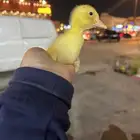 بط للبيع