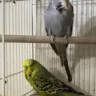 زوج بادجي انجليزي