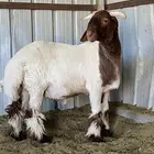 خروف فحل نعم صنف تم البيع
