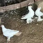 زوجين بالوني اصفر