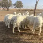 بهم حري فاخره ( تم البيع )