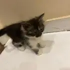 قطط لتبني