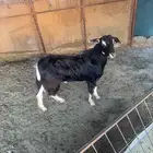 تيس اجم حو ذبيحة او مشروع فحل