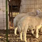 ذبايح بريه على الشرط