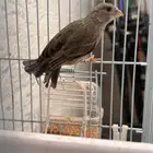 ياسمين طائفي