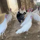 دجاج رومي للبيع