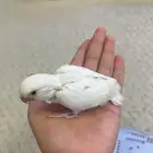 فرخ روز اليف