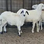 طليان ورخال حريه ذبايح ضيوف وتلاجه فل شحم ونظافه شرط