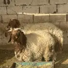 نعجه والد معه خروف