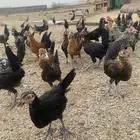 دجاج بلدي