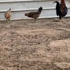 ديك ودجاج