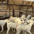 جفار بيشيات ( تم البيع )