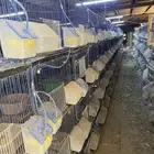 سلاكات مصرية للحمام الفرنسي شبه جديدة استخدام 3 شهور