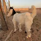 تيوس العدد 2