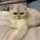 قط سكوتش فولد بيور ابيض سلفر