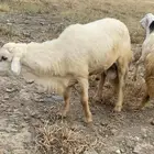 خروف فحل حري