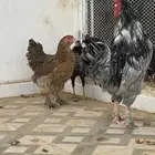 دجاج للبيع