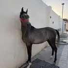 حصان واهو مهر