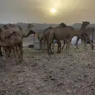 ابل بكار
