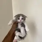 قطط سكوتش فولد حيوانات