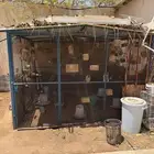 شبوك زيبرا او اي طيور للبيع