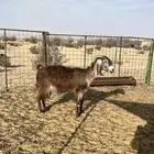 عنز طيبه صنف جنب ومده وراس