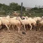 رخال رفيدي من 580