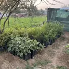 شتلات مثمره