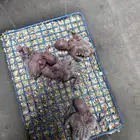 فروخ روز الالبينو صافي سعر 95 ريال يوم الوطني تواصل واتس