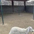 طلي للبيع