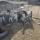 اطلب ذبيحتك الآن باسعار مناسبة