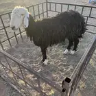 نجديه
