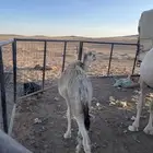 قعود عمره 5 شهور