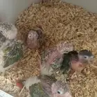 فروخ كنيور